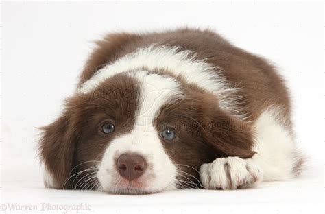 Dog Cute Chocolate Border Collie Puppy 7 Weeks Old Photo Wp40782