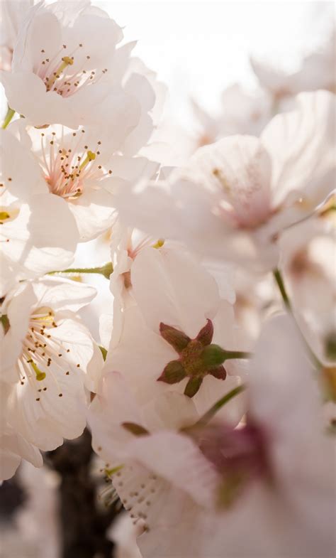 Download 1280x2120 Wallpaper Flowers White Apple Blossom Spring