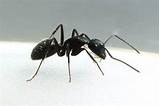 Images of Black Carpenter Ants In House