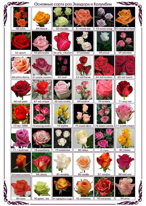 Different Types Of Roses With Names And Pictures English Garden Roses