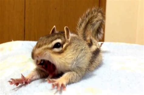 A Chipmunk Demonstrates The Importance Of A Morning Stretch