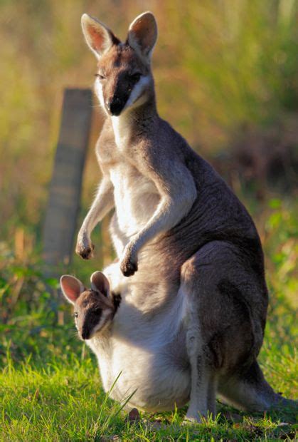 Kangaroos Cutest Baby Animals And Cutest Babies On Pinterest