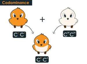 Difference Between Incomplete Dominance And Codominance Hours Of Biology