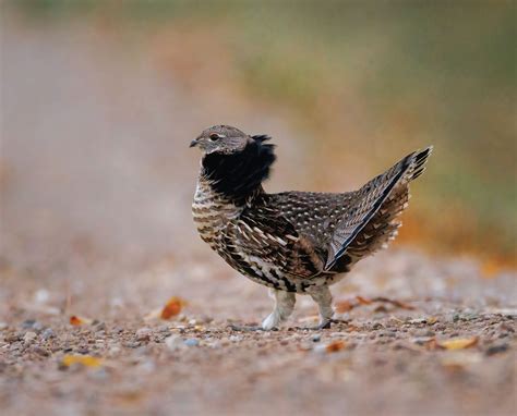 Reintroducing Ruffed Grouse In Missouri Project Upland