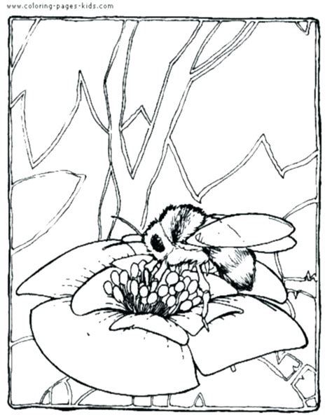 Honey bee cartoon character coloring book. Honey Badger Coloring Page at GetColorings.com | Free ...