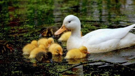 White Yellow Ducks Are Floating On Water Hd Duck Wallpapers Hd