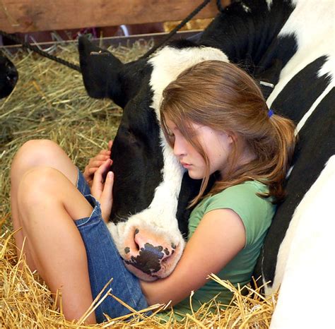 Girl And Cow While Visiting The Goshen Agricultural Fair My Flickr