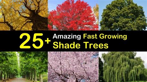 27 Amazing Fast Growing Shade Trees Fast Growing Shade Trees Best