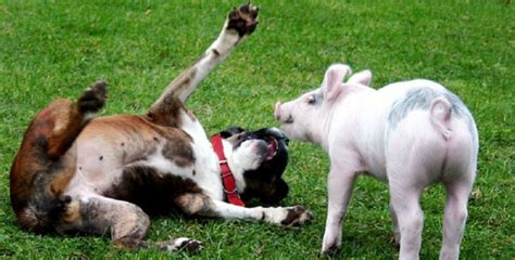 Deals on products and services for people and pets! Dogs And Pigs Are BFFs - Here's Proof In 11 Pictures