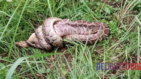 Serpente Che Mangia Un Coniglio - Big snake eat rabbit 🐇........ - YouTube