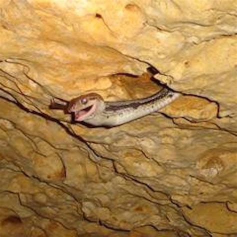 Cave Of The Hanging Snakes José María Morelos Mexico Atlas Obscura