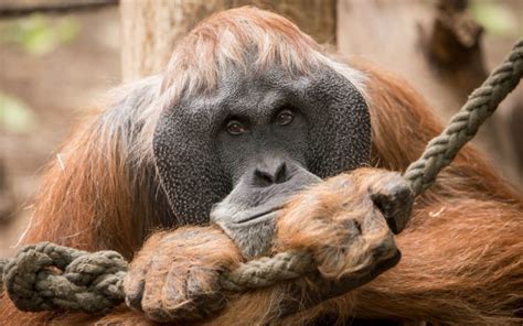 Monkey Closeup Orangutan Animals Wallpapers Hd