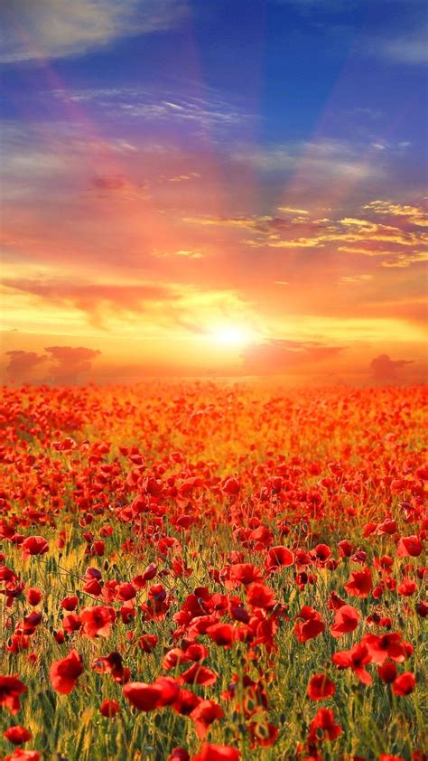 Flower Sunrise Wallpapers Top Free Flower Sunrise Backgrounds