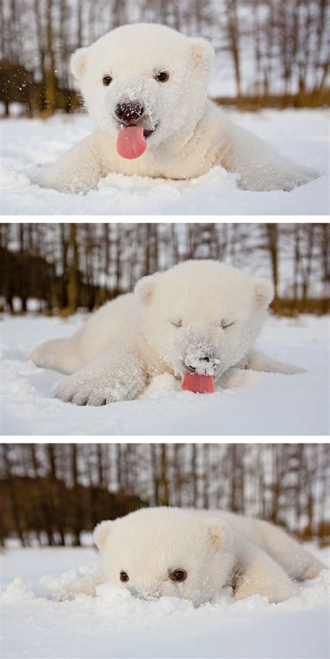 13 Cute Baby Polar Bears Celebrate International Polar