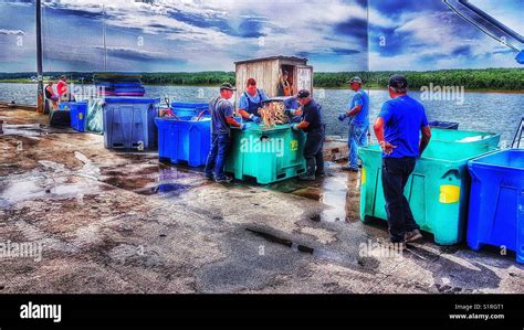 Lobster Fishermen With Catch On Quay Cape Breton Island Nova Scotia