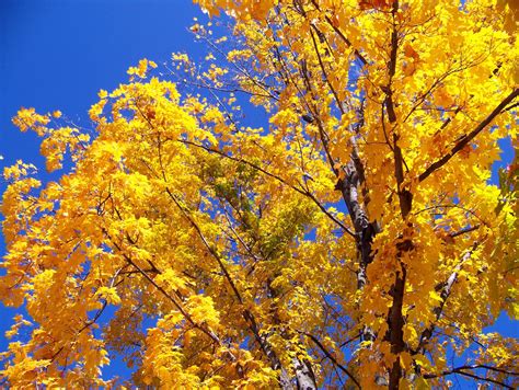 Autumn Leaves And Blue Sky Free Stock Photo Public Domain Pictures