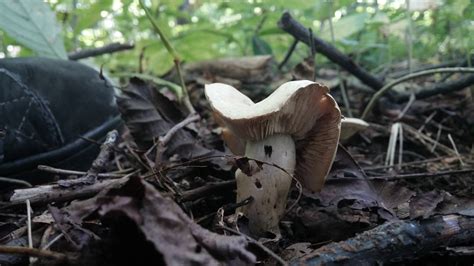 Michigan Mushroom Need Id Mushroom Hunting And
