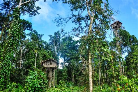 5 Fakta Suku Korowai Di Papua Yang Tinggal Di Pohon T