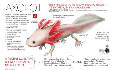 Rules Of The Jungle The Mexican Axolotl