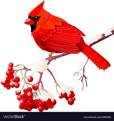 Red Cardinal Bird Royalty Free Vector Image Vectorstock