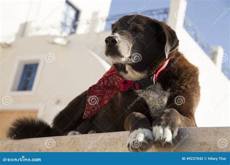 Dog Chilling In Santorini Stock Photo Image Of Scarf 49237042
