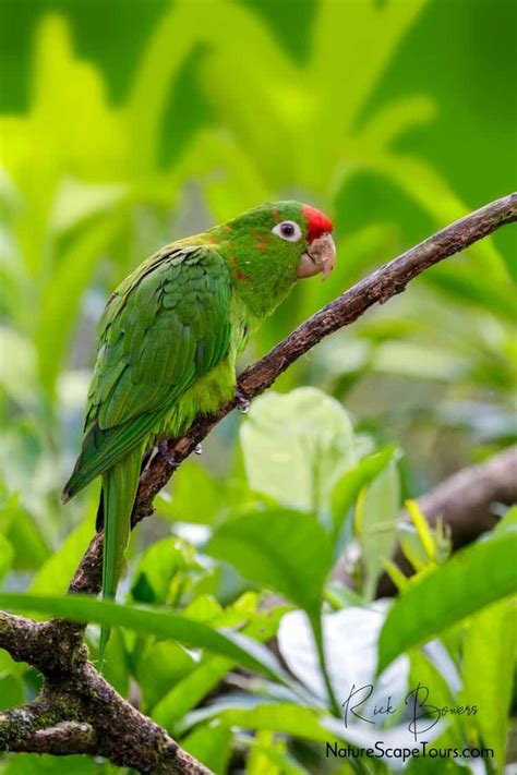 Crimson Fronted Parakeet Focusing On Wildlife