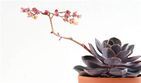 Annabelle Gloucester Succulent Growing Long Stem With Flowers