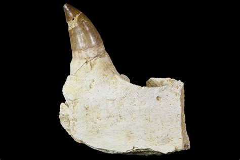 Mosasaur Prognathodon Jaw Section With Unerupted Tooth 150160 For Sale