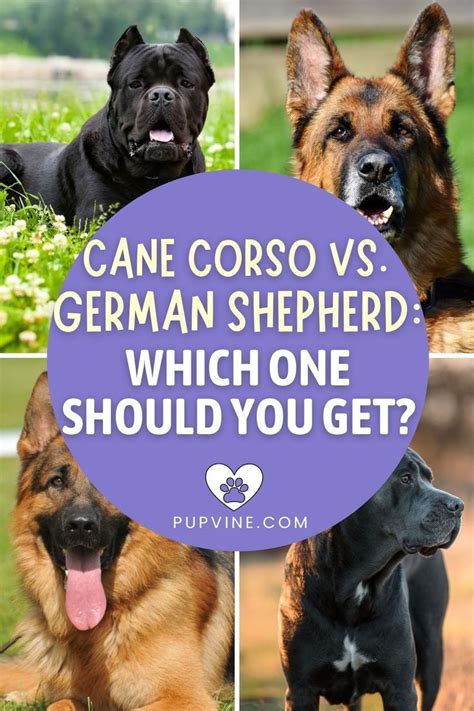 Cane Corso Vs German Shepherd Which One Should You Get Cane Corso