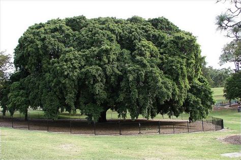 Huge Fig Tree Brisbane Toowong Anzac Park Fig Tree Big Fig Brisbane