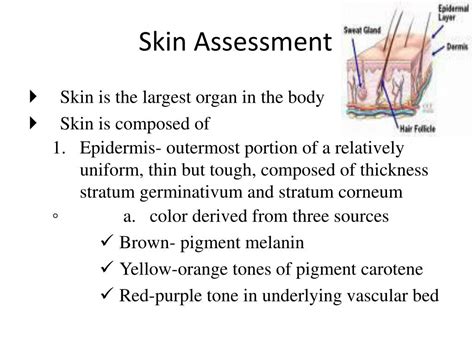 Skin Assessment Diagram