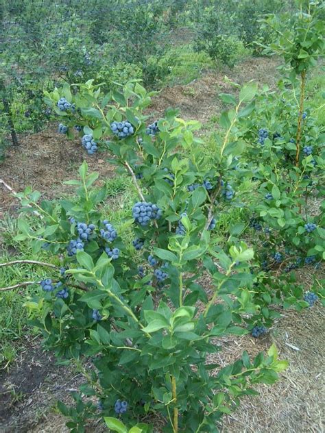 Blueberries Chautauqua Hills Farm