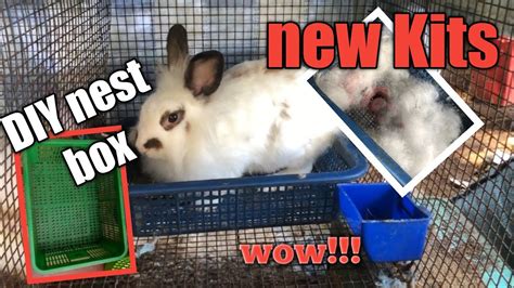 Putting Diy Nest Box On My Rabbit And Update Of My 2 Weeks Old Bunny