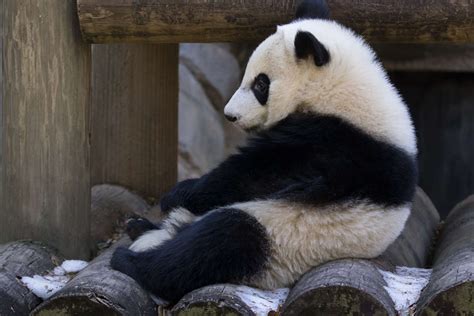 Panda Updates Wednesday January 3 Zoo Atlanta
