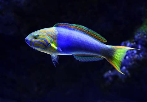 Best Saltwater Fish For 75 Gallon Tank The Pet Supply Guy