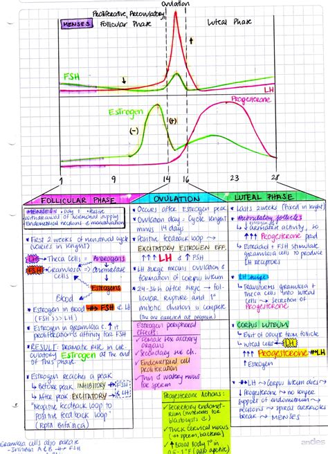 My Notes For Usmle — Menstrual Cycle Follicular Phase Estrogen