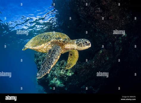 Hawaiian Green Sea Turtle Chelonia Mydas Swimming In Clear Blue