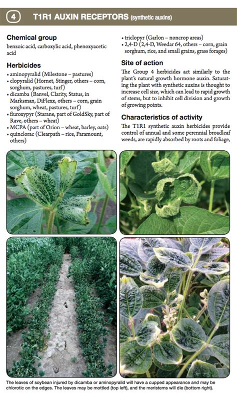 U Of Missouri Weed Identification And Herbicide Injury