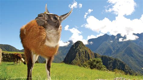 12 Cool Facts About Machu Picchu Peru Intrepid Travel Blog