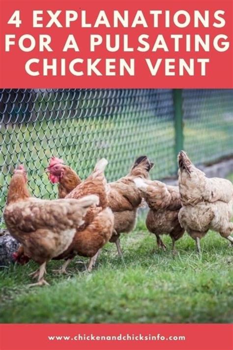 Chicken Vent Pulsating 4 Explanations Chicken And Chicks Info