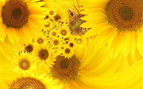 Yellow Sunflowers Hd Desktop Wallpaper Widescreen High