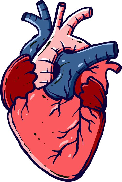 Detailed And Colored Illustrations Of The Human Heart For Medicine And