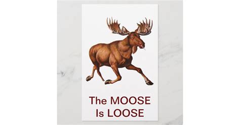 The Moose Is Loose Zazzle