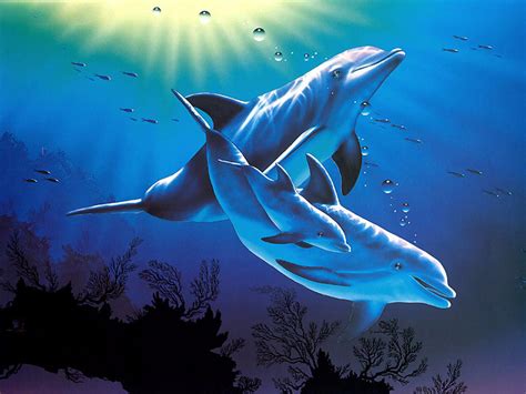 49 Free 3d Dolphin Wallpaper On Wallpapersafari