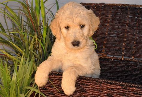 Dad is an american golden retriever and mom is a royal standard (extra large) poodle. F1b, F2b, F3, Miniature, Medium, Standard, Goldendoodle ...