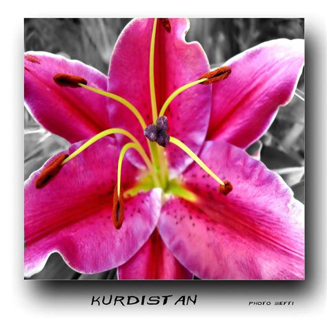 Kurdistan Kurds کوردستان Thanks For Your Visit And Your Co Flickr