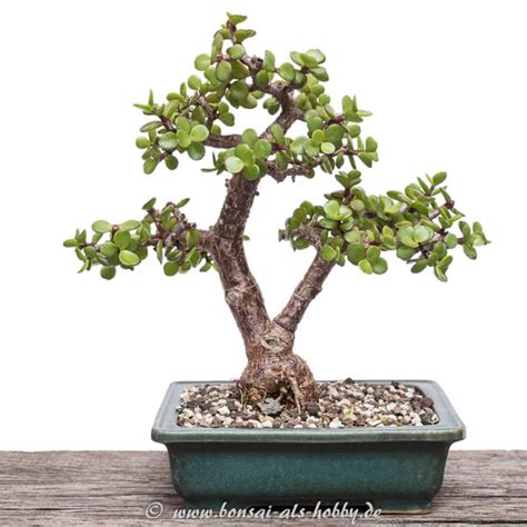 Jadebaum als Bonsai - der einzig wahre Zimmerbonsai!