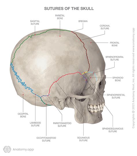 Sutures Of Skull Encyclopedia Anatomyapp Learn Anatomy 3d Models Articles And Quizzes