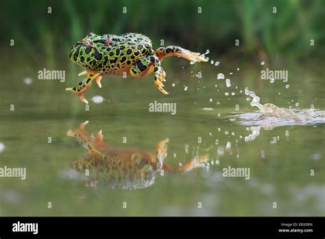 frog jumping into pond