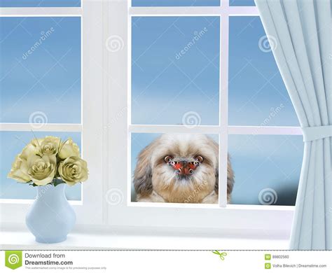 Dog Butterfly Nose Stock Photos Download 114 Royalty